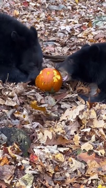 Bear Wants Pumpkin for Himself