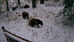 Playful bear cubs having fun experiencing the first snow day of the season