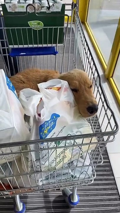 Golden Gets a Ride