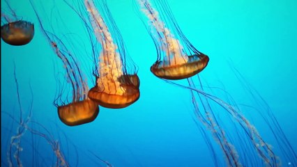 9 Incredibly Huge Sea Creatures Ever Known