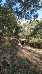 Kumpulin ranting kering di hutan sendirian untuk pemanas ruangan kami musim dingin mulai