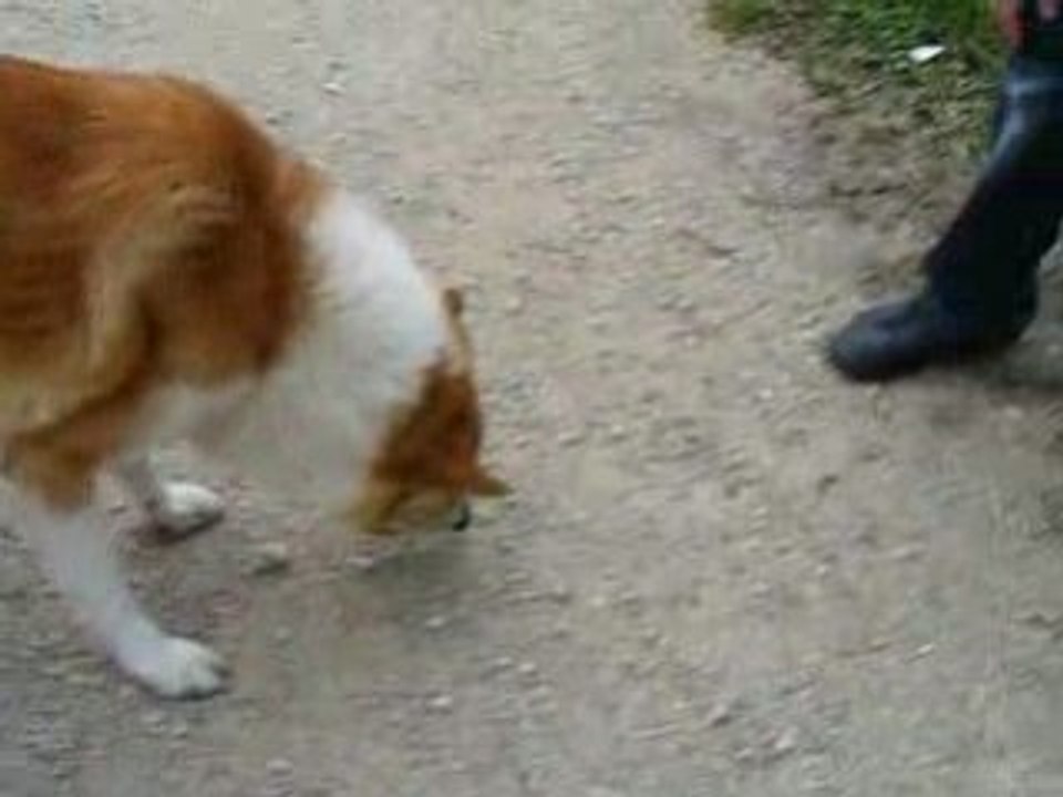 Dresseur de chien