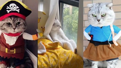 best kittens and cats TikTok compilation of November #cat