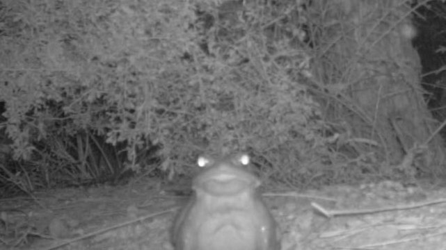 'Don't lick toads': National Park Service issues warning to visitors
