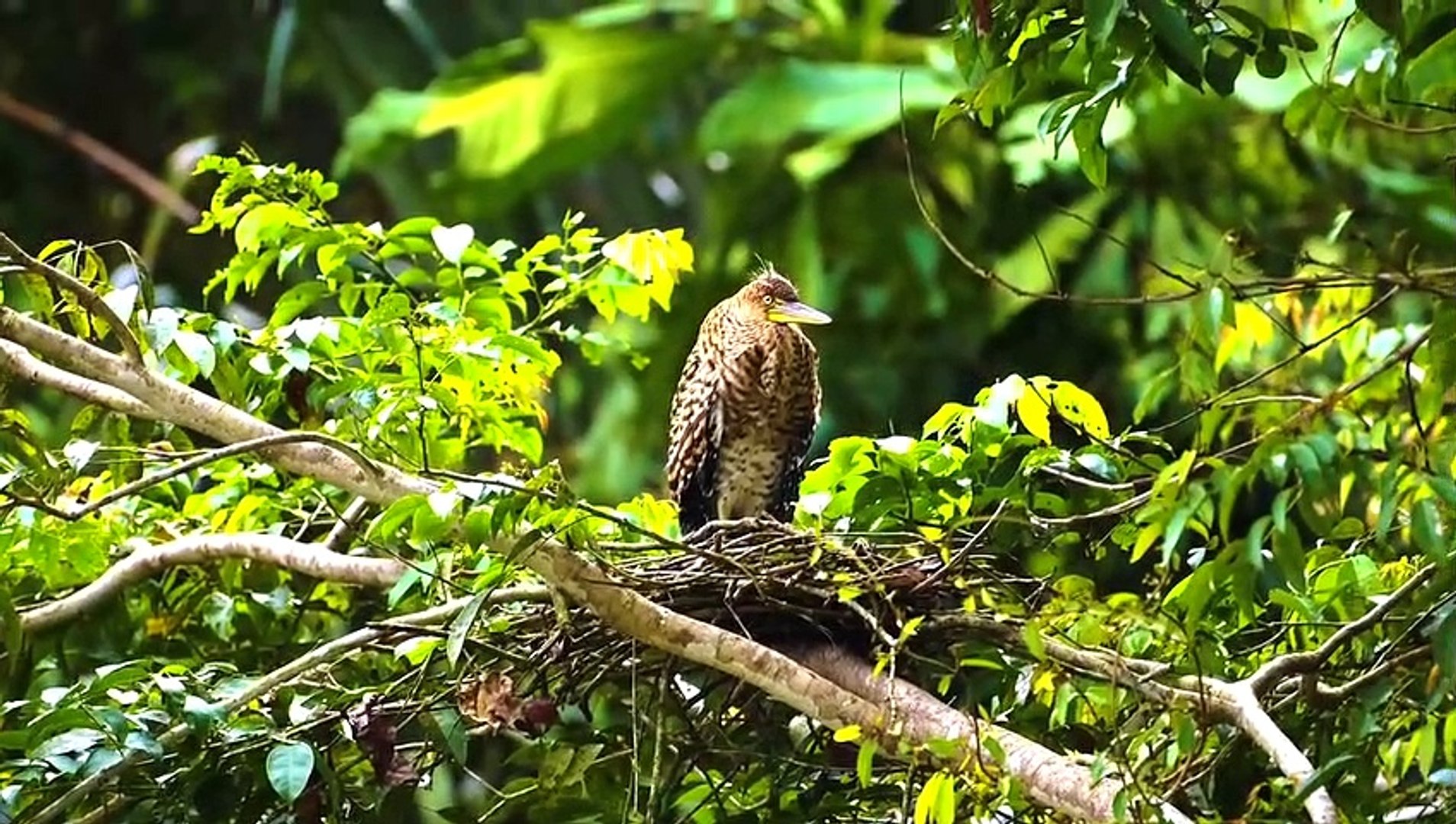 ⁣The Greatest BIRD COLLECTION in 8K 60FPS HDR