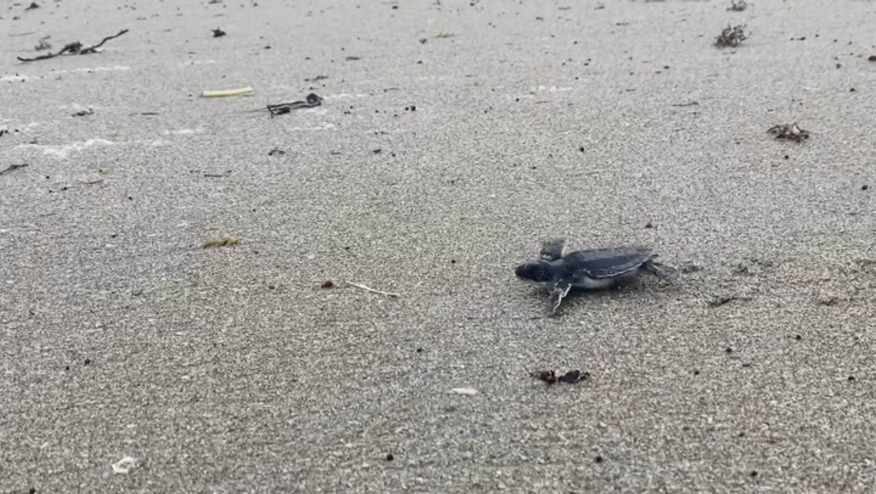 Nicole impacting sea turtle hatchlings ahead of landfall