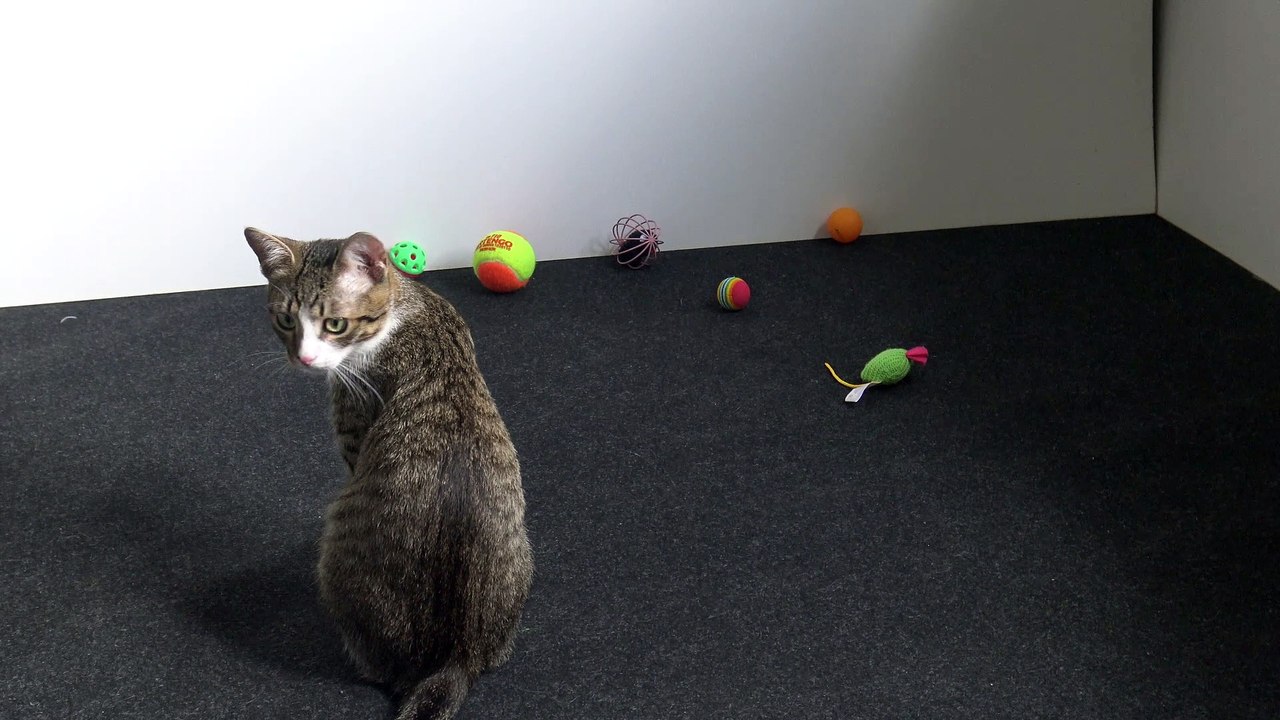 Cat Toys Are Boring