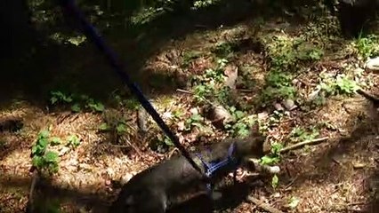 Curious Cat Walks through the Forest