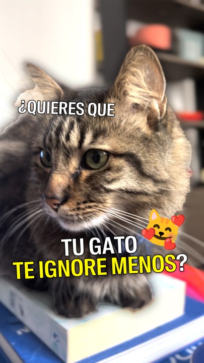 Los gatos te hacen más caso si les hablas como bebés