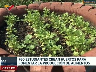 Barinas | Docentes del Liceo B. Carlos Raúl Villanueva cultivan diversos rubros alimenticios