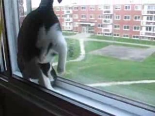 un chat renversant