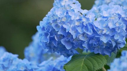 12 Stunning Hydrangea Varieties You Need to Know About