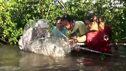 Surrounded by Sharks -  Close Up of the Prehistoric Hunters