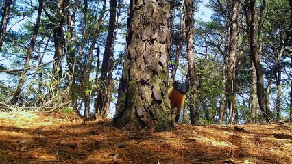 Beautiful Wildlife in the Land of Tigers and Leopards