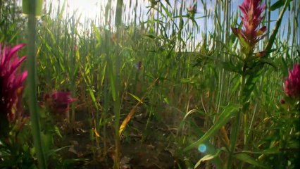 The Cornfield - Just an Area for Producing Food… or a Land Full of Secrets