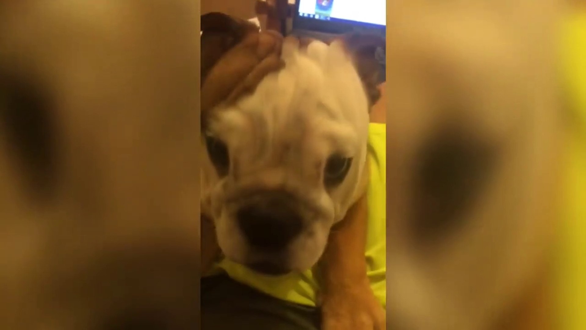 ⁣Funniest Pet & Animal Clips, Bloopers & Moments Caught On Tape Weekly Compilation _ Funny Pe
