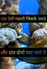 ऐसी मछली जिसके जबड़े व दांत पाए जाते हैं। Which fish have teeth and jaw?