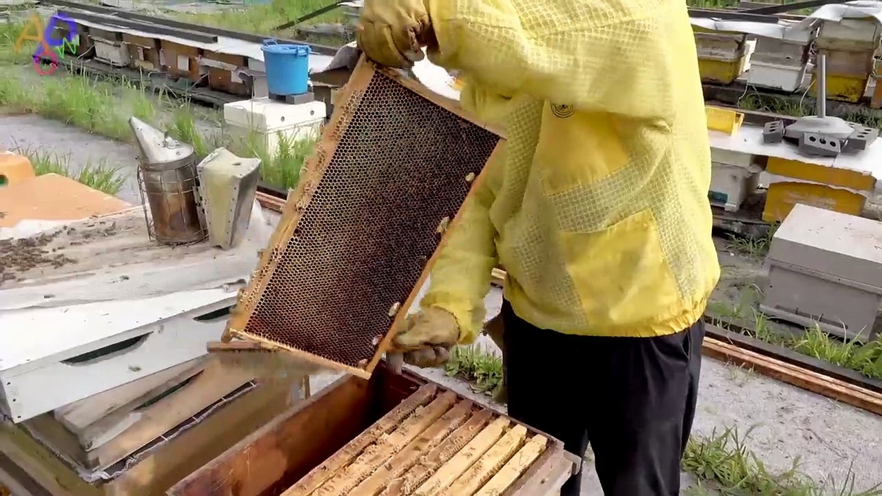 Huge Number of Bees! Honey Mass Production Proc...