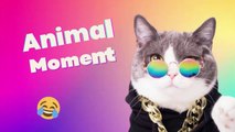 BEST FUNNY AND CUTE PET MOMENT COMPILATION #1 ANOYING CAT, DOG, AND OTHER ANIMAL HERE!