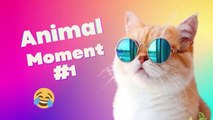 BEST FUNNY AND CUTE PET MOMENT COMPILATION #11 ANOYING CAT, DOG, AND OTHER ANIMAL HERE!