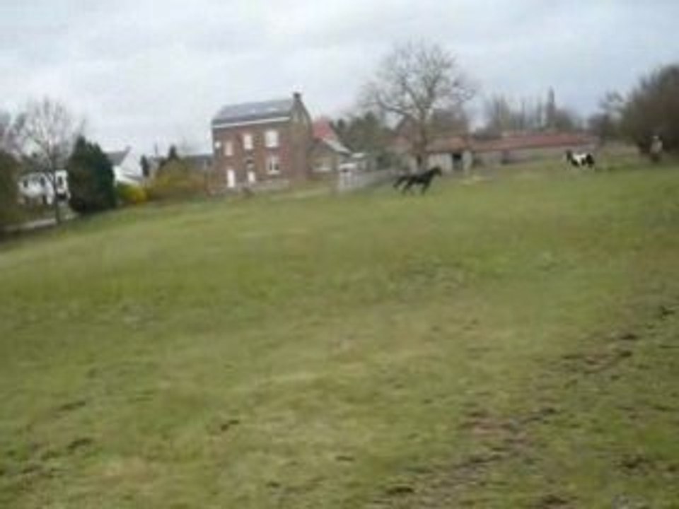 Blacky court 2