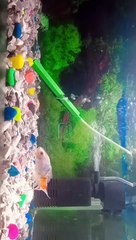 Aquarium heer Ranjha