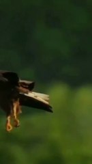 eagle hunting fish