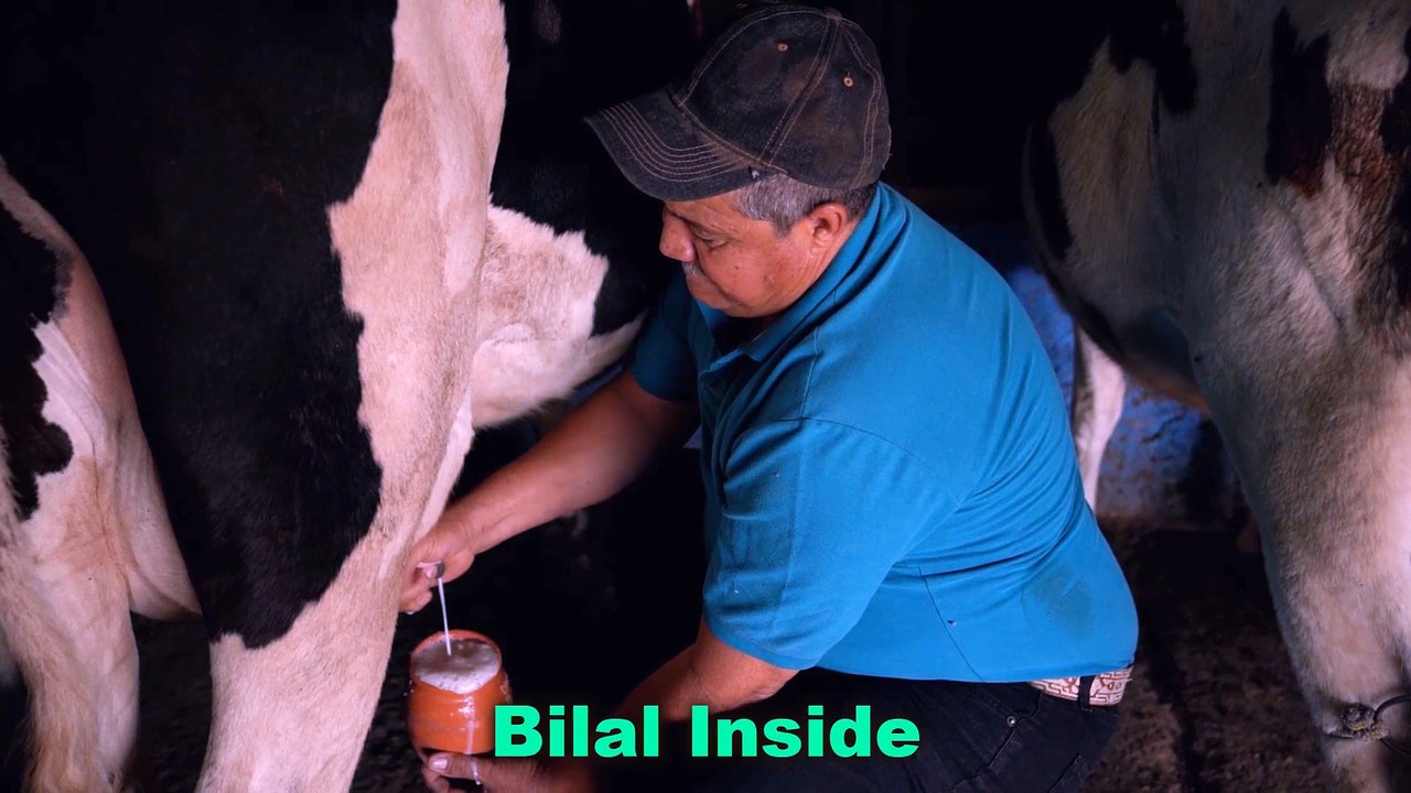 What happens if I drink cow milk daily? video Dailymotion