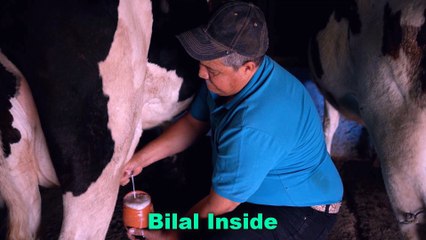 What happens if I drink cow milk daily?