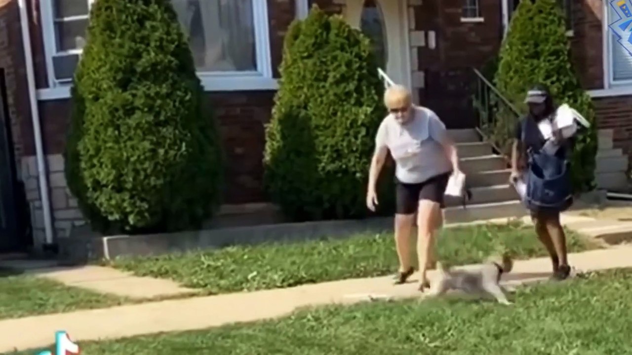 Funny Animal Attack || Funny Videos