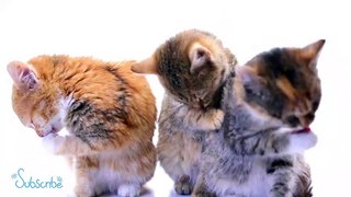 Cute & Adorable Cute Cats with Relaxing Music 15