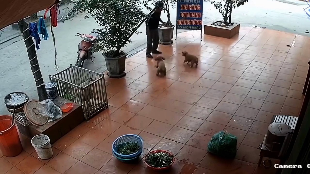 Funny Animal Attack  #2 || Funny Moment