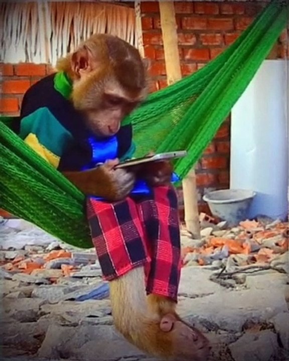 Funny Monkey, Watching Video