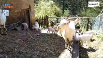 Baby Goats Playing and Jumping Outside 02 - Nature is Amazing