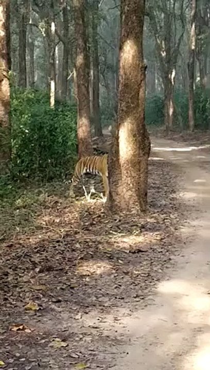 Tiger Roaring In Forest