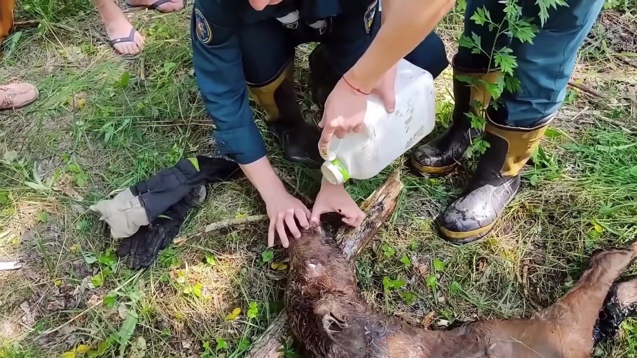 Animals That Asked People for Help & Kindness compilation