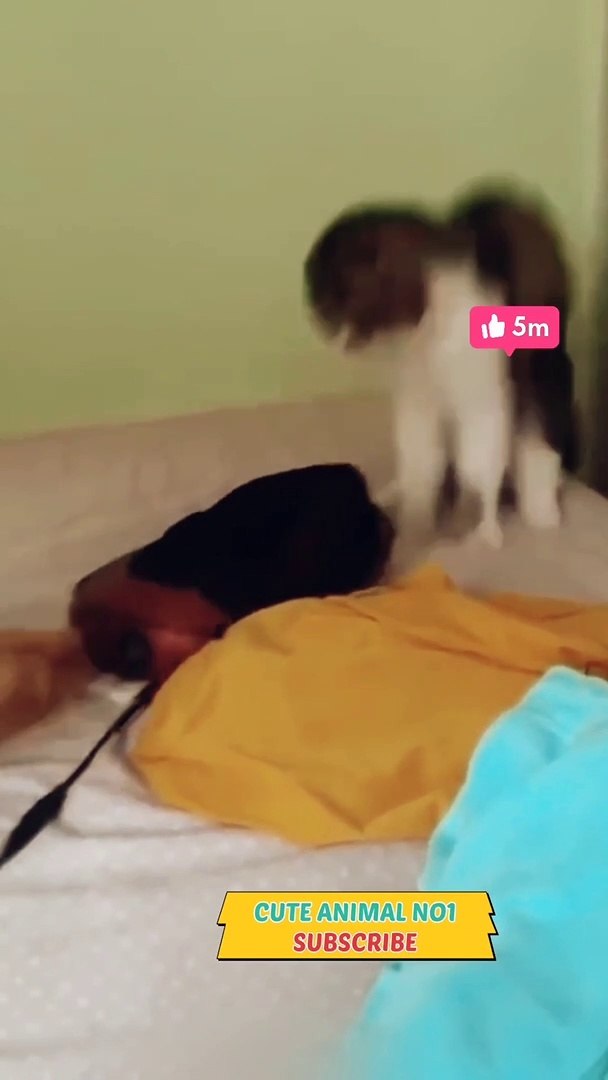 funny cat  cat video, cat trading, new cat video