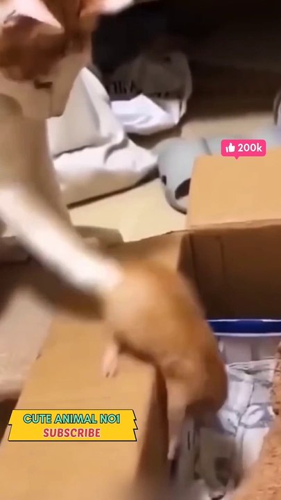 funny dog  playing dog with baby dog