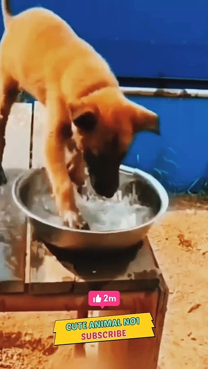 funny dog | dog video | puppy video 