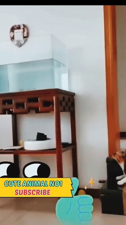 Cat video | cat playing | funny cat | cute Cat