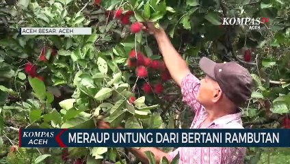 Meraup Untung dari Bertani Rambutan