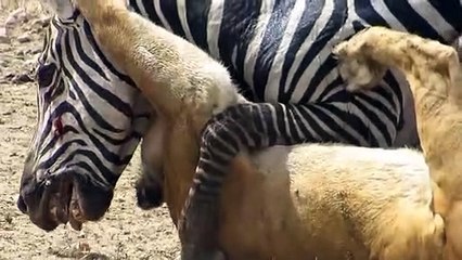 Amazing_ Lion vs Zebra with unexpected escape