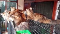My three cats, who like to climb, are tricolor-pattern