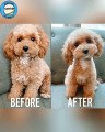 How we groom our curly haired maltipoo