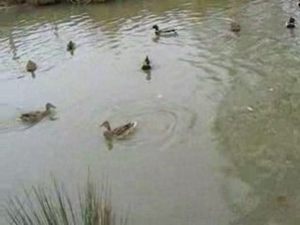Espion canard