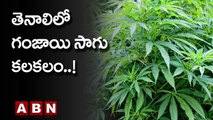 తెనాలిలో గంజాయి  సాగు  కలకలం.! || Cannabis sativa | ABN Telugu