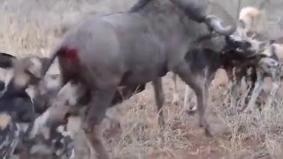 OH NO! Wild Dogs Tear Into Wildebeest Alive