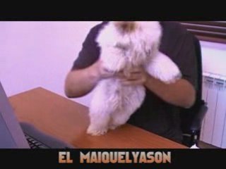 El perro que baila el Chiki Chiki