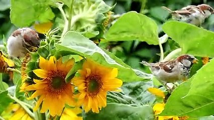 Kawanan burung di alam liar