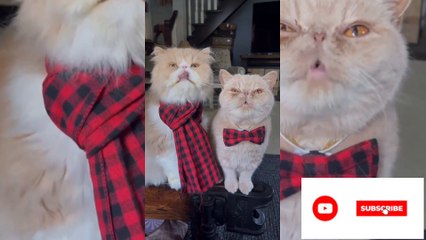 cute and funny baby cat video compilation share and like